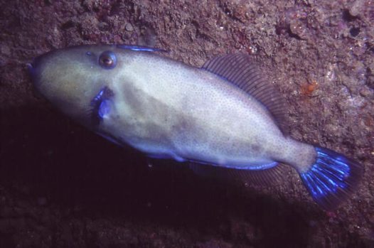 (Eubalichthys) Род ЭВБАЛИХТЫ 6 видов